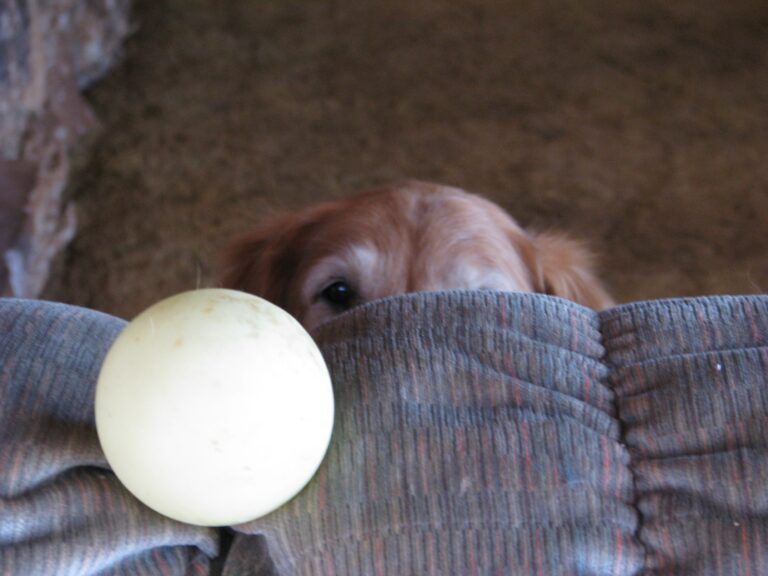 Toby jugando con una pelota