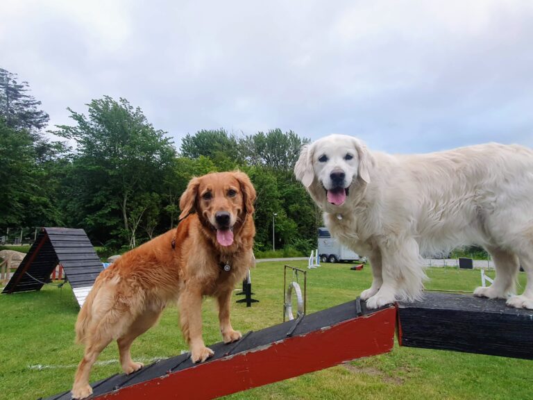 Toby con otro perro