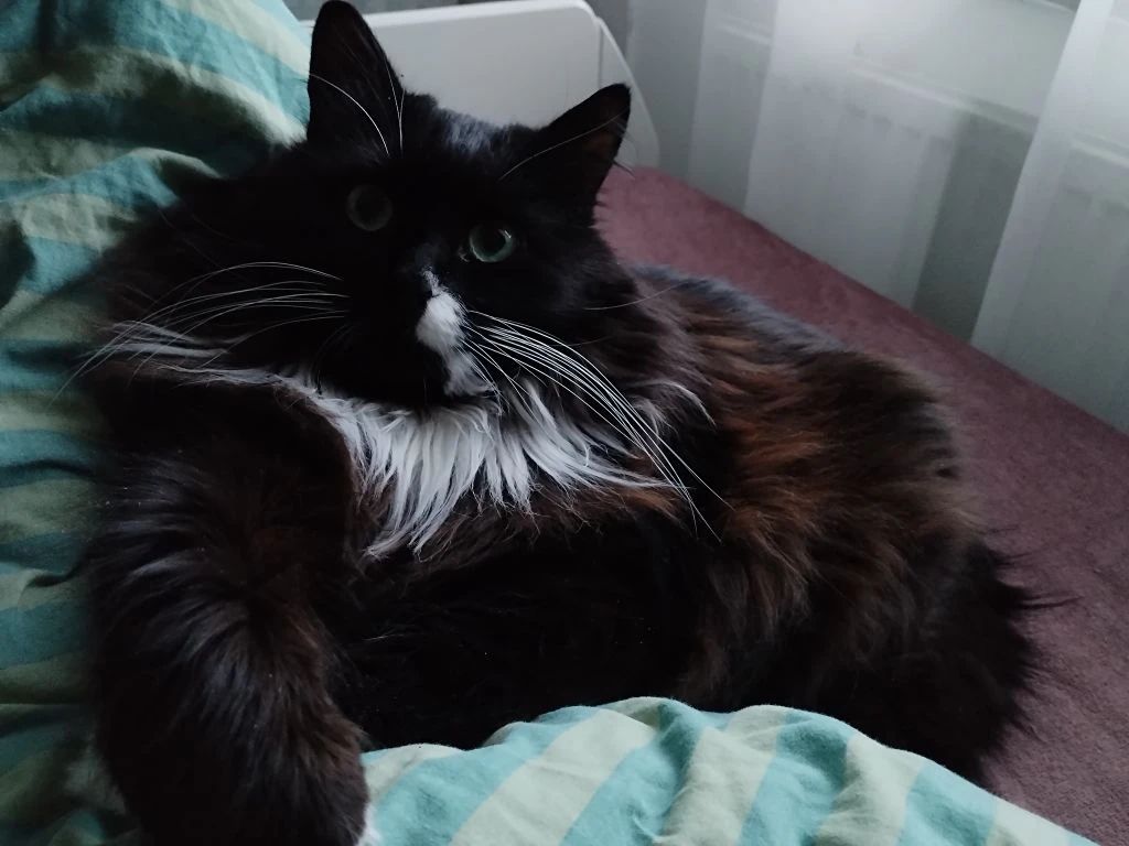 Nala