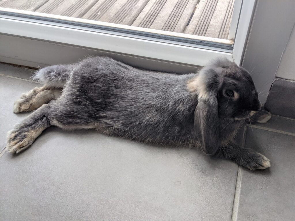 Coco
