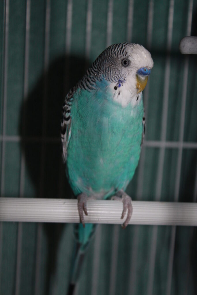 Kiwi