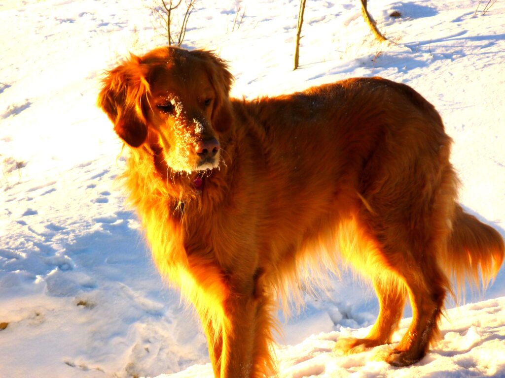 Toby